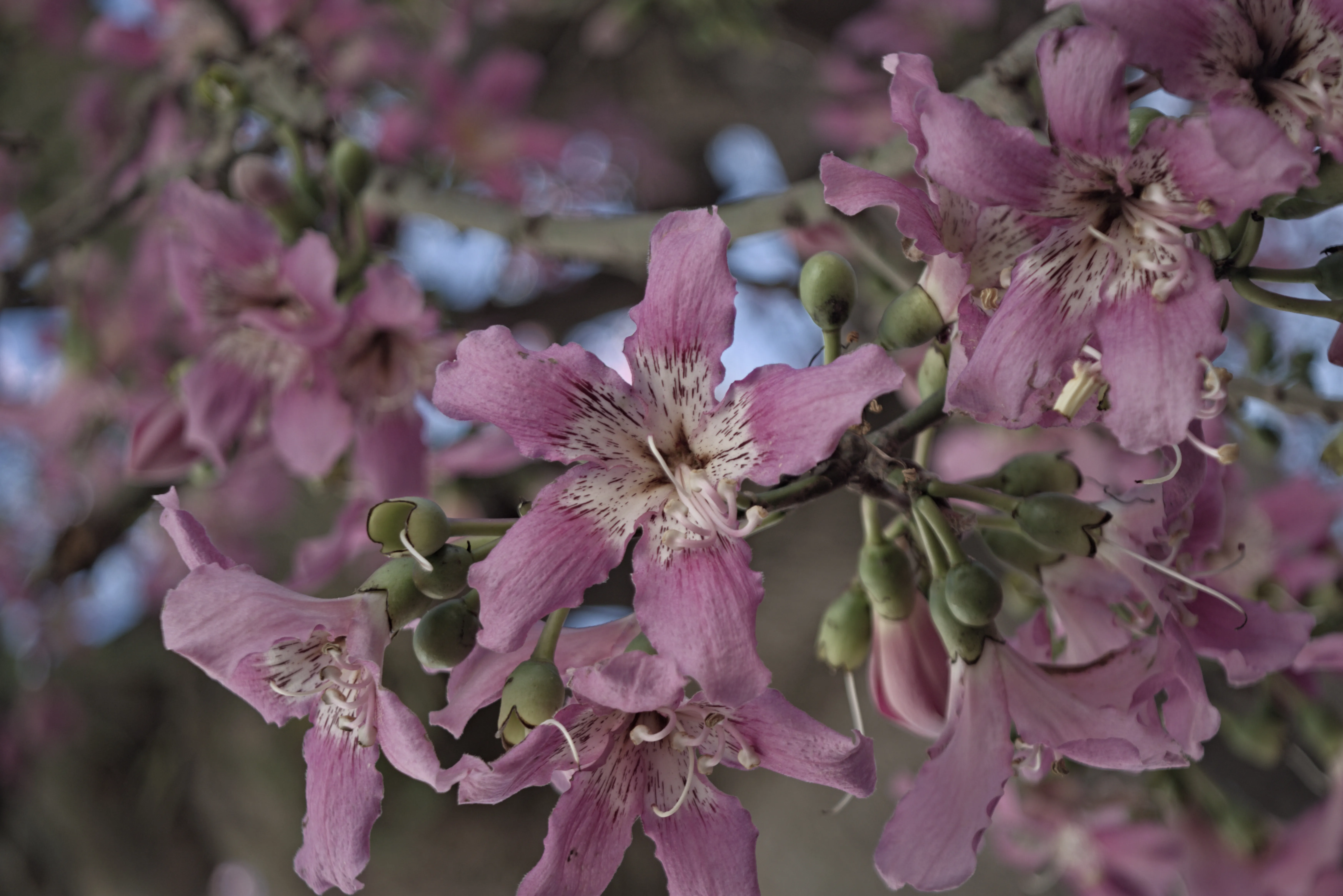 Industar-50-2 50mm f3.5 (M42) - _I4A0916.webp